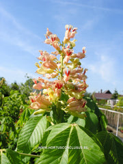 Aesculus glabra var. sargentii - Sierboom - Hortus Conclusus  - 3