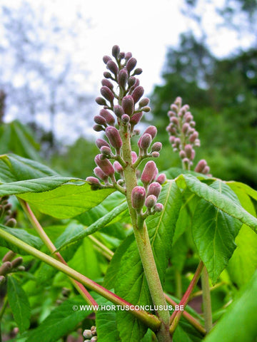 Aesculus glaucescens