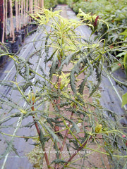 Aesculus hippocastanum 'Laciniata' - Sierboom - Hortus Conclusus  - 2