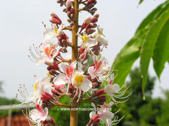 Aesculus indica 'Sydney Pearce' - Sierboom - Hortus Conclusus  - 1