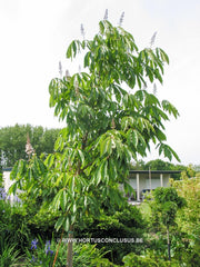 Aesculus indica 'Sydney Pearce' - Sierboom - Hortus Conclusus  - 3