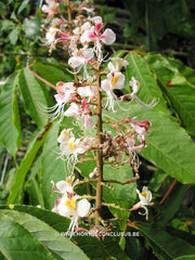Aesculus indica 'Sydney Pearce' - Sierboom - Hortus Conclusus  - 4