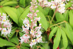 Aesculus indica 'Sydney Pearce' - Sierboom - Hortus Conclusus  - 5