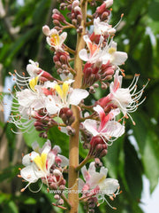 Aesculus indica 'Sydney Pearce' - Sierboom - Hortus Conclusus  - 6