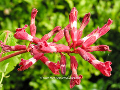 Aesculus pavia 'Atrosanguinea' - Sierboom - Hortus Conclusus  - 1