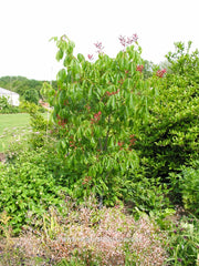 Aesculus pavia 'Atrosanguinea' - Sierboom - Hortus Conclusus  - 2