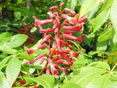Aesculus pavia 'Atrosanguinea' - Sierboom - Hortus Conclusus  - 3