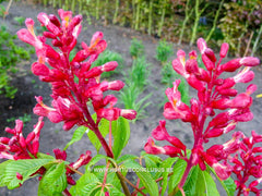 Aesculus pavia 'Atrosanguinea' - Sierboom - Hortus Conclusus  - 4