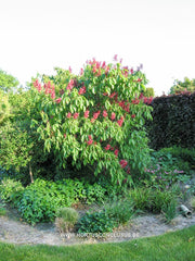 Aesculus pavia 'Atrosanguinea' - Sierboom - Hortus Conclusus  - 5