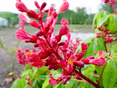 Aesculus pavia 'Atrosanguinea' - Sierboom - Hortus Conclusus  - 6