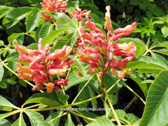Aesculus pavia 'Humilis' - Sierboom - Hortus Conclusus  - 1