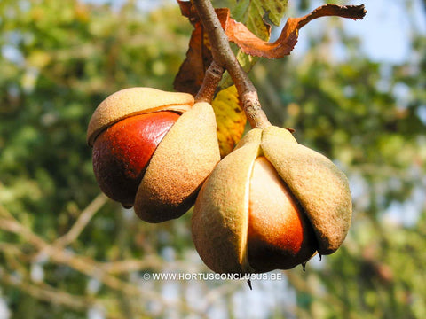 Aesculus pavia 'Koehnei'