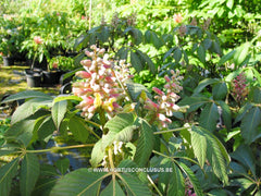 Aesculus pavia 'Koehnei' - Sierboom - Hortus Conclusus  - 2