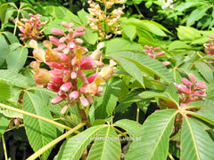 Aesculus pavia 'Koehnei' - Sierboom - Hortus Conclusus  - 3