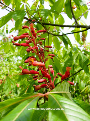 Aesculus pavia 'Splendens'