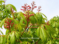 Aesculus pavia 'Splendens' - Sierboom - Hortus Conclusus  - 2