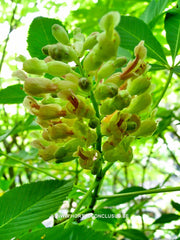 Aesculus sylvatica - Sierboom - Hortus Conclusus  - 2