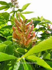 Aesculus sylvatica - Sierboom - Hortus Conclusus  - 3