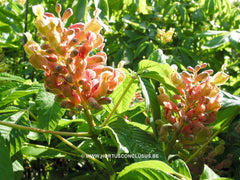 Aesculus sylvatica - Sierboom - Hortus Conclusus  - 4