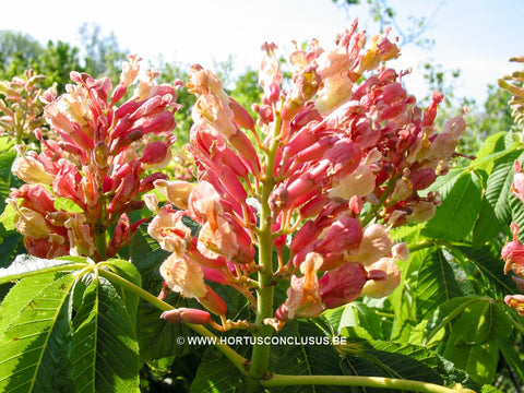 Aesculus sylvatica 'Georgiana'