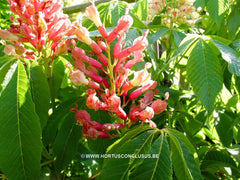 Aesculus sylvatica 'Georgiana' - Sierboom - Hortus Conclusus  - 2