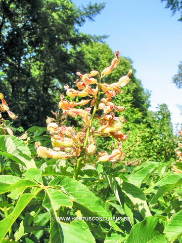 Aesculus x mutabilis 'Induta'