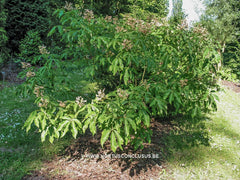 Aesculus x mutabilis 'Induta' - Sierboom - Hortus Conclusus  - 2