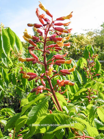 Aesculus x mutabilis 'Penduliflora'