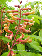 Aesculus x mutabilis 'Penduliflora' - Sierboom - Hortus Conclusus  - 2