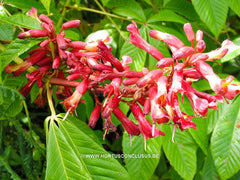 Aesculus x neglecta - Sierboom - Hortus Conclusus  - 1
