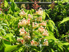 Aesculus x neglecta - Sierboom - Hortus Conclusus  - 2