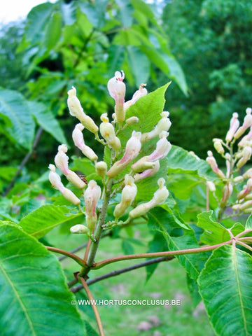 Aesculus x neglecta 'Erythroblastos'