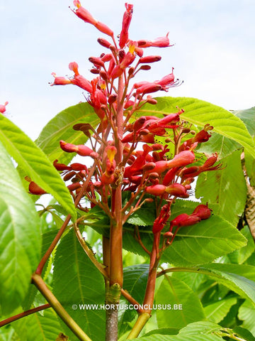 Aesculus x neglecta var. georgiana