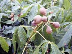 Aesculus x neglecta var. georgiana - Sierboom - Hortus Conclusus  - 2