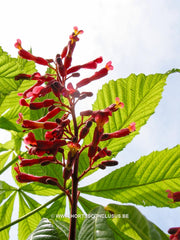 Aesculus x neglecta var. georgiana - Sierboom - Hortus Conclusus  - 4