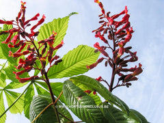 Aesculus x neglecta var. georgiana - Sierboom - Hortus Conclusus  - 6