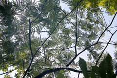 Albizia julibrissin 'Tropical Dream' - Sierboom - Hortus Conclusus 