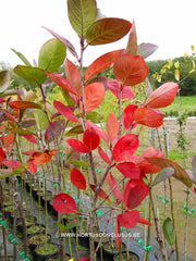 Aronia x prunifolia 'Viking' - Sierboom - Hortus Conclusus  - 1