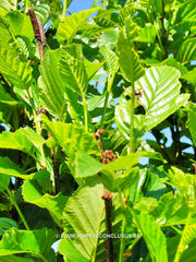 Betula medwediewii 'Gold Bark' - Sierboom - Hortus Conclusus  - 1