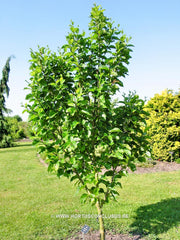 Betula medwediewii 'Gold Bark' - Sierboom - Hortus Conclusus  - 2