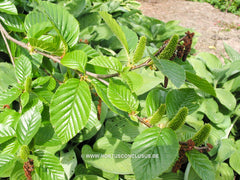 Betula medwediewii 'Gold Bark' - Sierboom - Hortus Conclusus  - 3