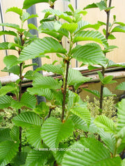 Betula medwediewii 'Gold Bark' - Sierboom - Hortus Conclusus  - 4