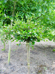 Betula nana - Sierboom - Hortus Conclusus  - 1