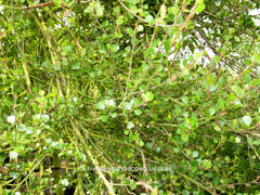 Betula nana - Sierboom - Hortus Conclusus  - 4