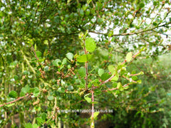 Betula nana - Sierboom - Hortus Conclusus  - 5