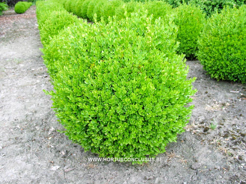 Buxus sempervirens 'Suffruticosa'