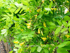 Caragana arborescens 'Pendula' - Sierboom - Hortus Conclusus  - 1