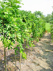 Caragana arborescens 'Pendula' - Sierboom - Hortus Conclusus  - 2