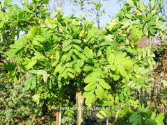 Caragana arborescens 'Pendula' - Sierboom - Hortus Conclusus  - 3