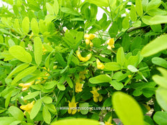 Caragana arborescens 'Pendula' - Sierboom - Hortus Conclusus  - 5